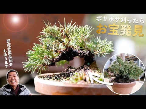 After pruning Tosho, it became a good tree with a promising future. [Bonsai Q]