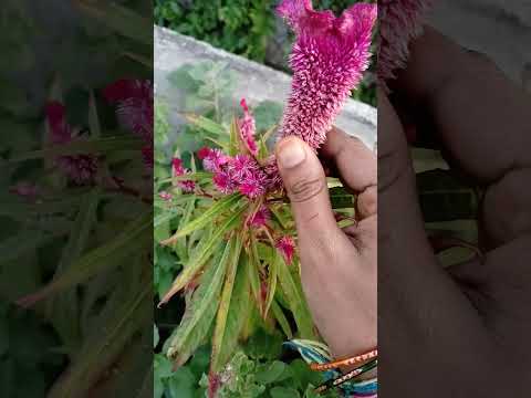 #celosia #argentea#tree #shorts#natural #naturelovers #beautynature #flowers