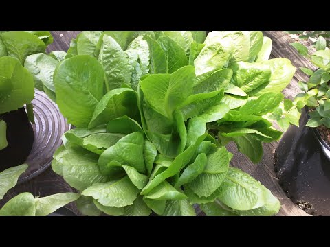 FERNDALE BACKYARD GARDEN UPDATE 11JN22