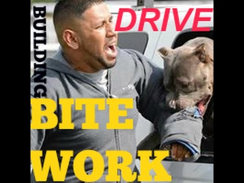 building drive bite work pitbull pit bull guard muscle bully conditioning body building