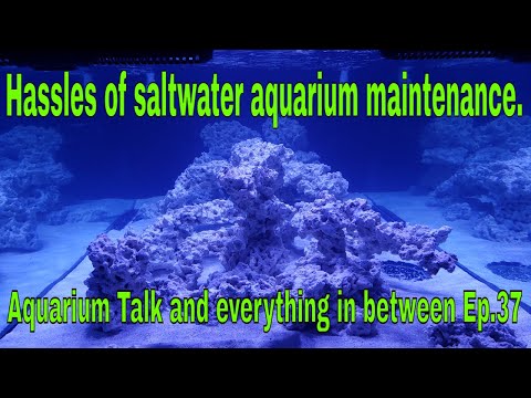 Hassles of saltwater aquarium maintenance