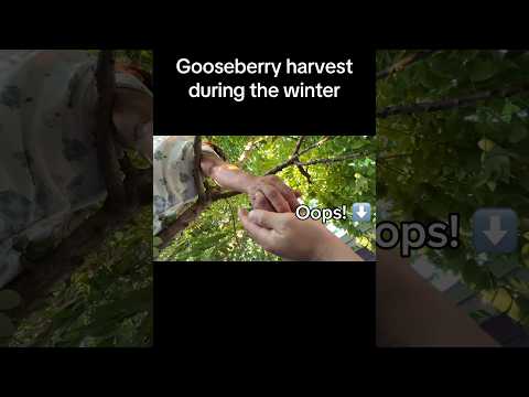 Gooseberry harvest this morning! #gardening #gooseberry #harvest #winterharvest