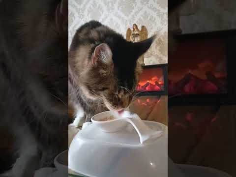 Наконец-то дождался!🐱 Супчик с Креветкой и Гребешком🐟🎏#подпишись #приколы #кот #котики #животные