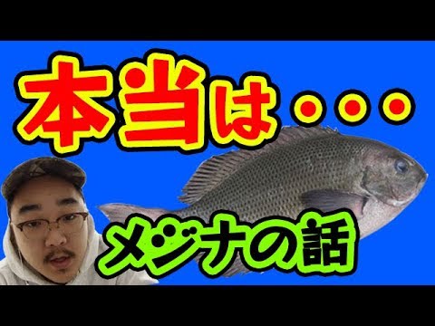 【魚図鑑 メジナ】刺身で？  磯 堤防での仕掛け！フカセ釣り