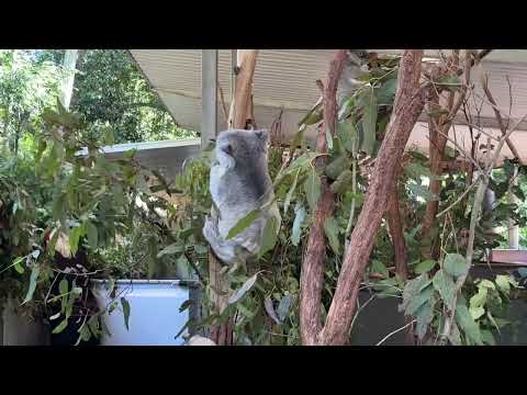 澳洲自由行/龍柏動物園-01-可以近距離欣賞無尾熊，萌到翻～