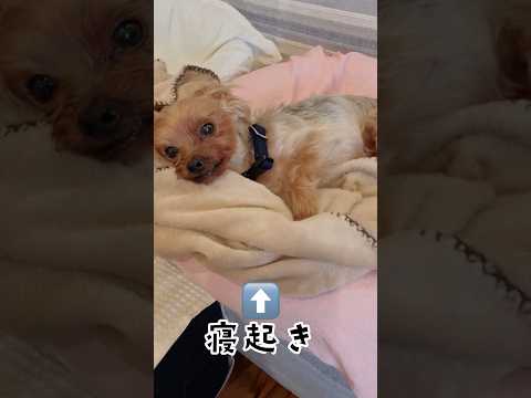 母ちゃん帰ってきたから遊ぼと思ったけど、やっぱ寝みぃわ🐶