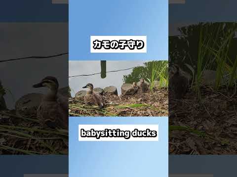 カモの子守り #shorts #duck #babysitting #wildlife #野生動物 #野生観察 #カモ