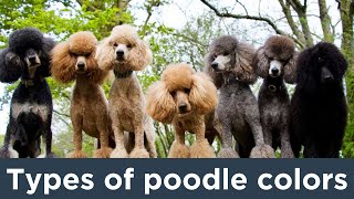 You Won't Believe Which Poodle Color Is The Rarest--AND Most Common!