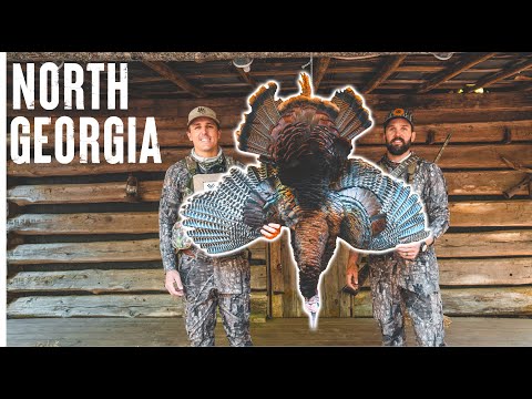 TURKEY HUNTING In The MOUNTAINS (Bear Encounter!!)