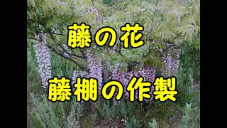 藤の花　藤棚作り