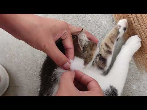 Popping fleas on cat