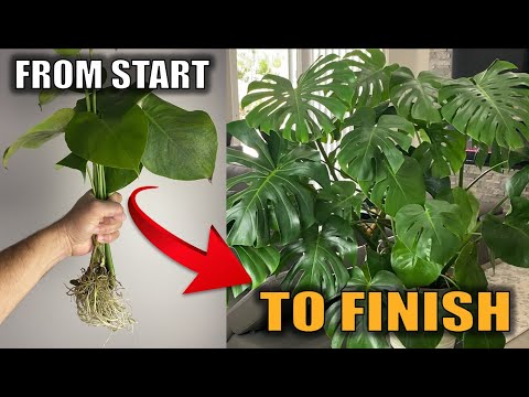 Set Up and Grow a Big Beautiful Monstera