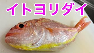 水分多めな魚は昆布締め！カラフルキュートな【イトヨリダイ】を捌く（釣って魚捌き動画#57）