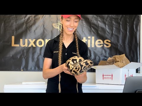 UNBOXING ANOTHER HIGH END BALL PYTHON