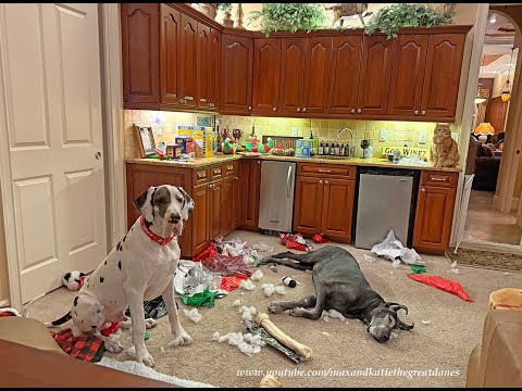 Funny Great Danes & Cat Are Exhausted After Christmas Unwrapping Fun