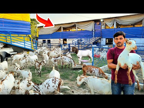 बिहार का सबसे बड़ा बकरी फार्म | Bihar ka sabse bada goat farm | Goat farming