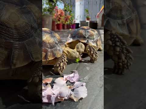 吃花花#video #viral #animals #cute #pets #videos #turtle #sulcata #カメラ#sound