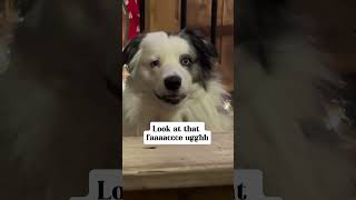 He is a cutie! 🥰 #dogs #puppy #pets #doglover #funny #cute #shorts #dogvideos #dogs #love #doglover