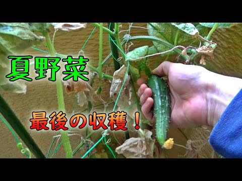 季節が変わり、夏野菜の栽培ももう終わり。成長記録を振り返る！