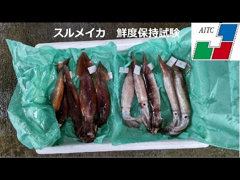 スルメイカの鮮度保持試験　【青森産技下北研】　SB07