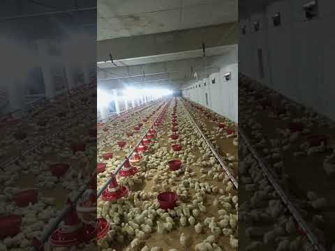 #farming #henfarminginpakistan #birdslover #broilerchicks #broiler_poultry_farm #broilerchicks