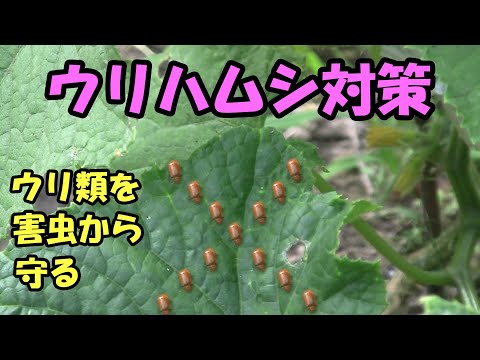 【ウリハムシ】ウリハムシ対策