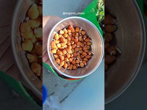 Ghar par ugaye chane (grow chickpea at home) #gardening #chickpeas #shorts