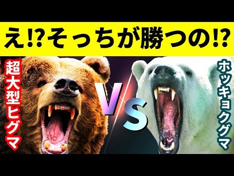 【最強対決】ホッキョクグマvsコディアックヒグマ｜デカさ勝負は予想外の結末へ！