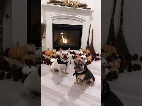 Frenchies and Pumpkins ✨ Max and Bo | Frenchie Trekker TV💫  #Shorts #Dog #FrenchBulldog