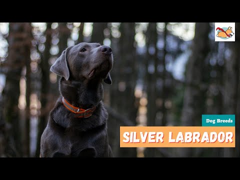 Silver Labrador: Your Guide to This Rare, Stunning Lab Dog!