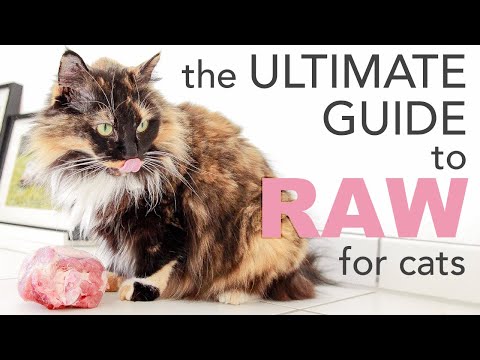 RAW FOOD DIET for cats: the BARF diet