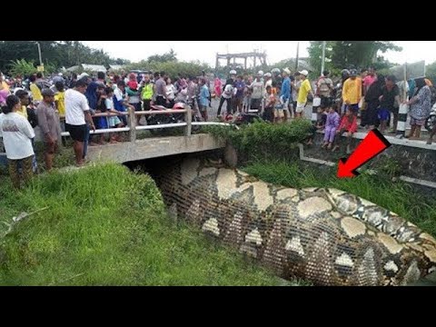 Biggest anaconda ever 😱😱| snake video |#shorts #snake#snake #anaconda #bigsnake #anacondasnake