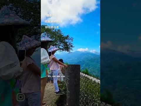 阿里山慢慢遊