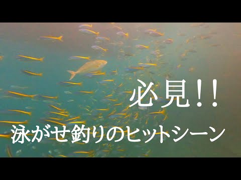 堤防泳がせ釣り - 青物　泳がせ釣り　〜カンパチのヒットシーンの瞬間〜