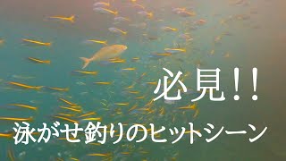 堤防泳がせ釣り - 青物　泳がせ釣り　〜カンパチのヒットシーンの瞬間〜