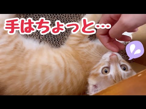 手は求めてない子猫 遊び疲れておねむ