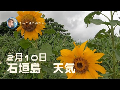 【石垣島天気】2月10日12時ごろ。15秒でわかる今日の石垣島の様子。