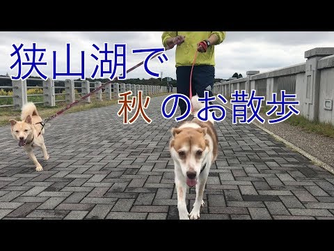 狭山湖に愛犬２匹と秋の散歩してきた