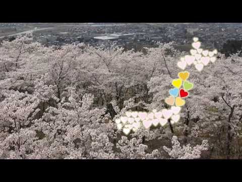 97大崎山の桜と紅葉（新潟）