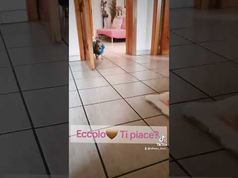 Pigiamino time!! #dog #chihuahua #viralvideo #pigiama #sophie