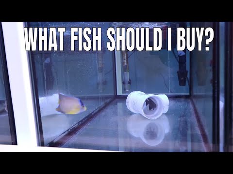 What fish should I buy for my marine aquarium?