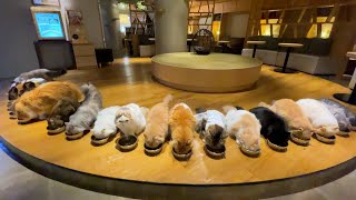 Impossibly Clean!! Largest Cat Cafe in Shinjuku, Tokyo 🐈💞 CAT CAFE MOCHA