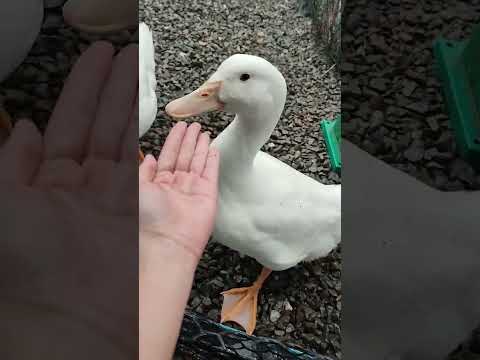 This is how Ducks SMILE when you feed them?~ 鸭子吃饱，尾巴摇摇 🦆