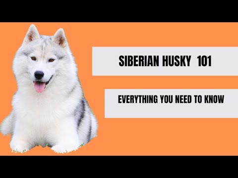 SIBERIAN HUSKY101: EVERYTHING YOU NEED TO KNOW