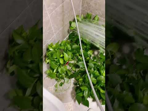 Quick & Easy Pothos Leaf Cleaning Guide | Keep Your Plants Vibrant!