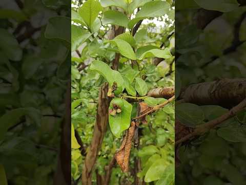 साल के 12 महीनों में अमरूद देने वाला पेड़ 🌱🤔 | #shortvideo #guava #viralshort #amarudplant