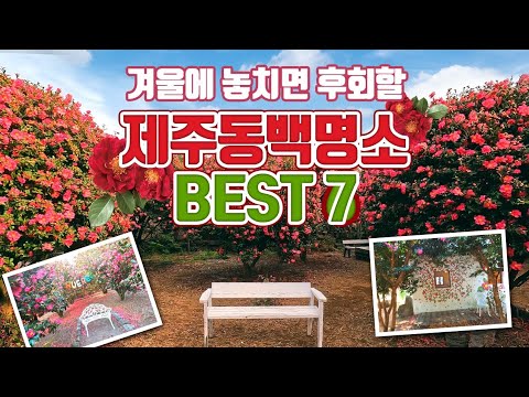 겨울에 놓치면 후회할 제주 동백명소 BEST7 /12월 국내여행지 추천 /제주도 여행 /겨울 여행지 추천 /1월 여행지 추천 /국내여행 /동백 여행지 /동백포레스트 /휴애리