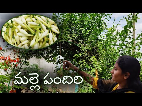 ఇంటికే  అందాన్ని తెచ్చే మల్లెపందిరి 🌼👌 || Easy Way To Make Jasmine Garland || Sravana masam