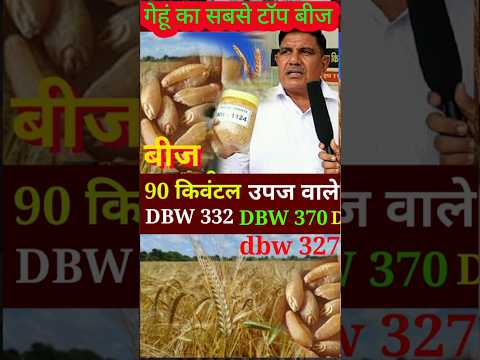 DBW 370, गेहूं की किस्म // new variety of wheat // top seed of wheat // dbw 370 gehun ka beej