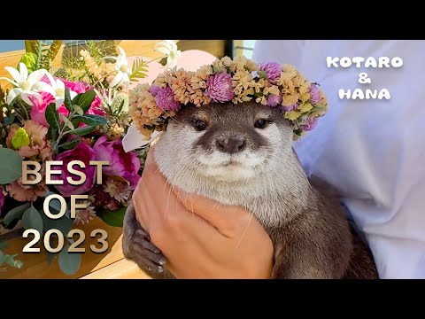 Best Moments of Otters Kotaro and Hana in 2023